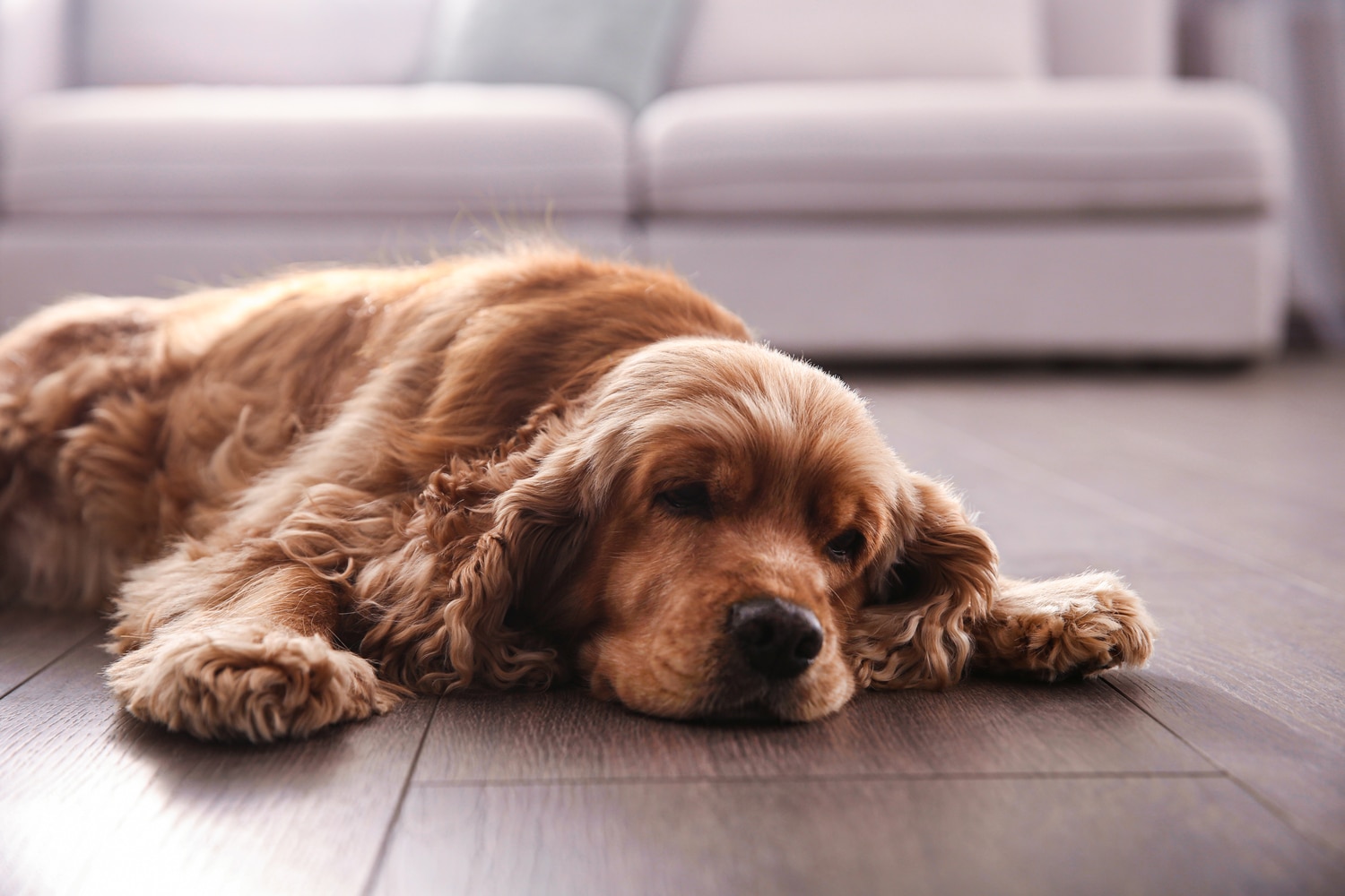 Vancouver Laminate Flooring