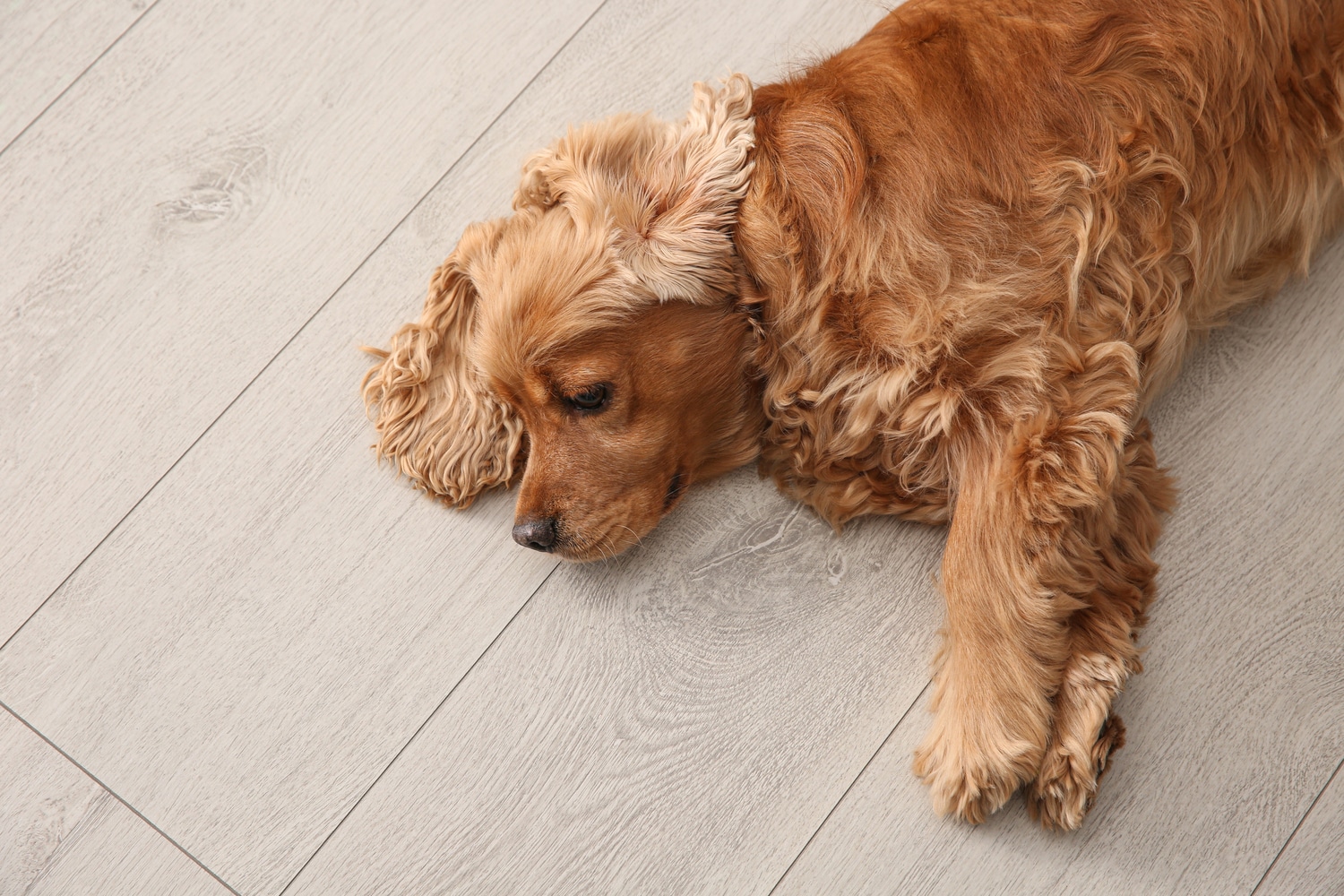 A dog resting on a wooden floating floor.