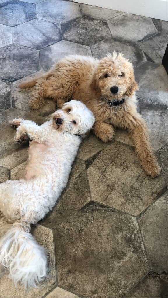 Two white dogs laying on a tile floor.