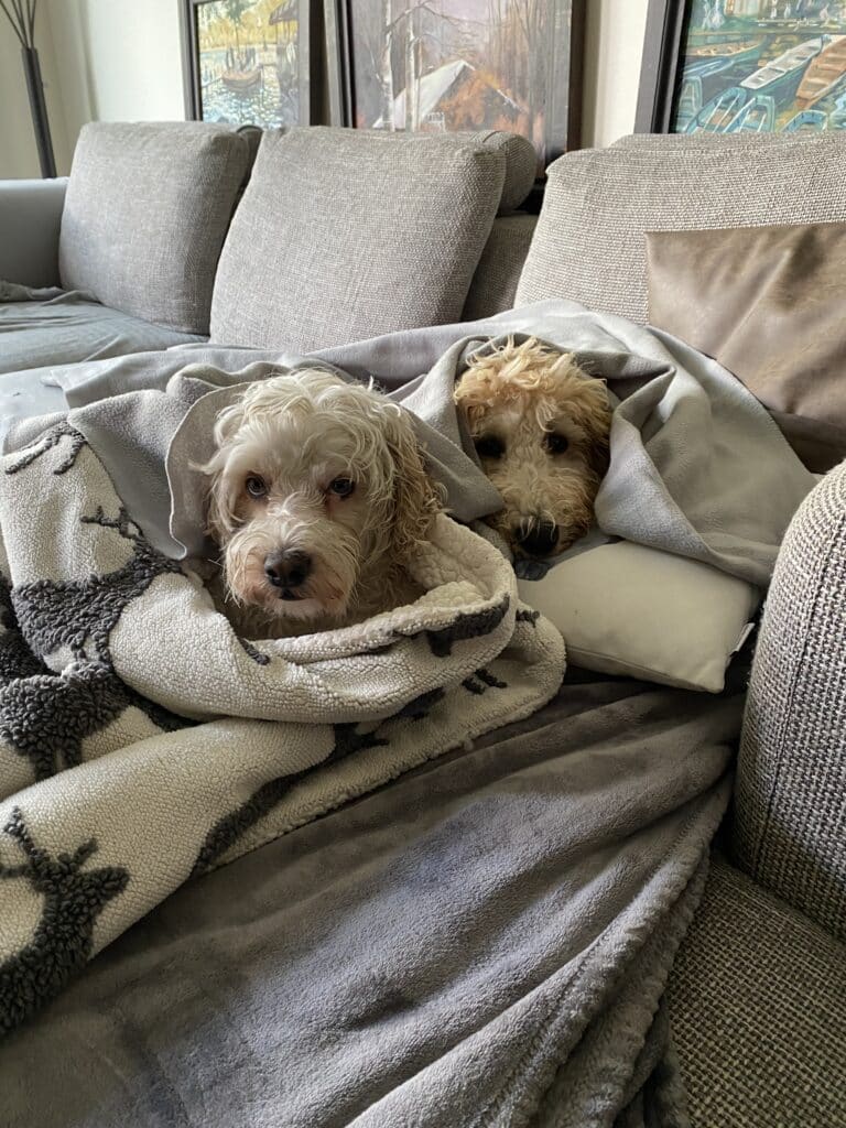 Two dogs laying under a blanket on a couch.
