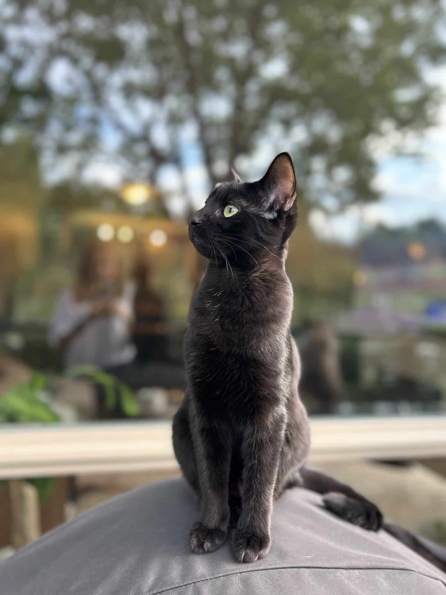 A black cat is sitting on top of a couch in front of a window.