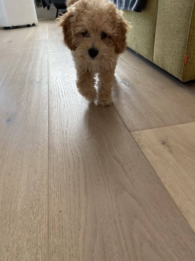 A small brown dog walking on a wooden floor.