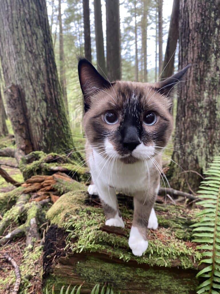 A siamese cat standing on a log in the forest.