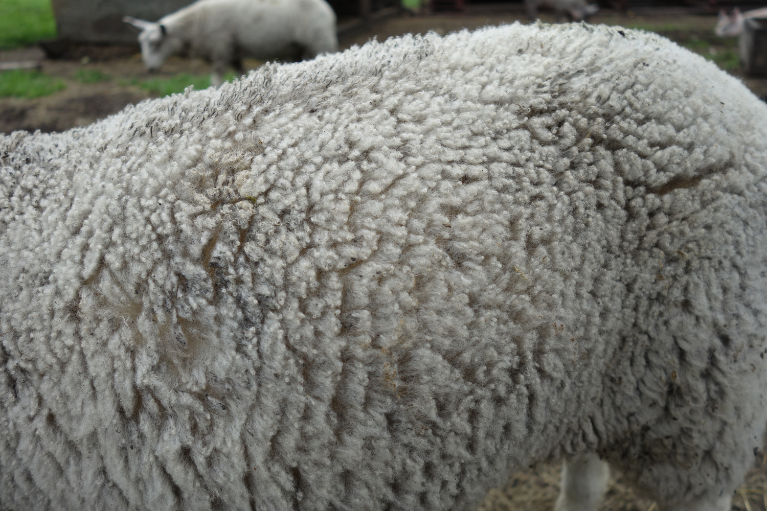 sheep