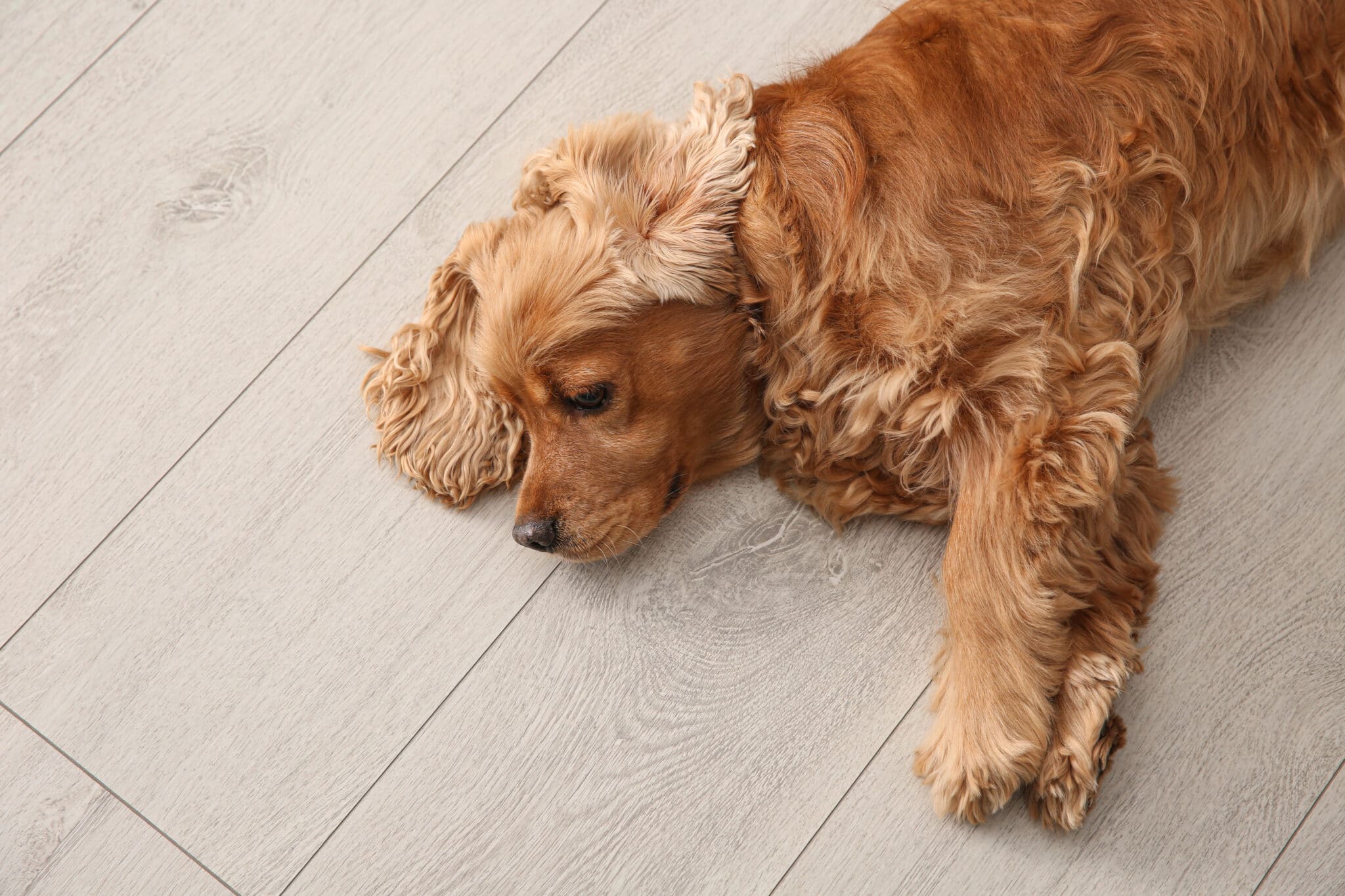 A dog lounging on Vancouver laminate flooring.